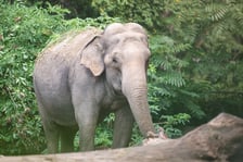 Słoń indyjski z wrocławskiego zoo