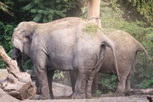 Słoń indyjski z wrocławskiego zoo