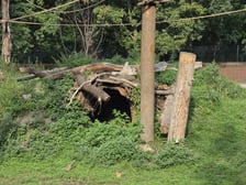 Wybieg magotów we wrocławskim zoo, sierpień 2026