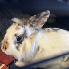 Królik do adopcji czeka na nowy dom w Schronisku dla Bezdomnych Zwierząt we Wrocławiu