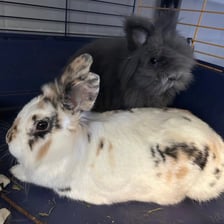 Królik do adopcji czeka na nowy dom w Schronisku dla Bezdomnych Zwierząt we Wrocławiu