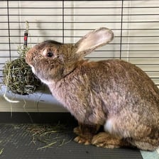 Królik do adopcji czeka na nowy dom w Schronisku dla Bezdomnych Zwierząt we Wrocławiu