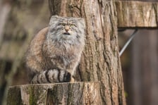<p>Manul Kubi z sierścią zimową</p>