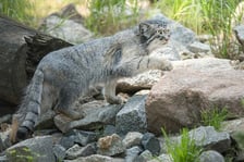 <p>Manul Zarina z sierścią letnią</p>