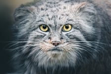 <p>Manul Kubi - zima</p>