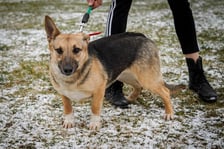 pies Juka z Ukrainy w  Schronisku dla Bezdomnych Zwierząt we Wrocławiu
