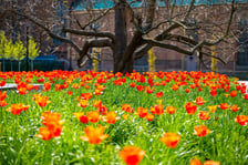 Skwer Wrocławianek we Wrocławiu zakwitł tysiącem tulipanów