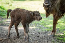 Młody żubr w Zoo Wrocław