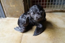 Mały kotik afrykański urodził się w Zoo Wrocław 13 czerwca 2022 r.