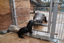 Mały kotik afrykański urodził się w Zoo Wrocław 13 czerwca 2022 r.