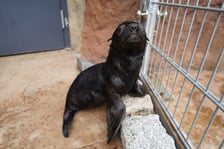 Mały kotik afrykański urodził się w Zoo Wrocław 13 czerwca 2022 r.