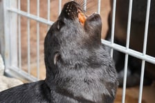 Mały kotik afrykański urodził się w Zoo Wrocław 13 czerwca 2022 r.