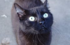 Tina (nr 437/19)  to ok. 7-letnia bardzo charakterna kotka. Nie lubi innych kotów. Dla ludzi miła, ale potrzebuje przestrzeni.