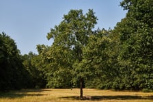 Park Zachodni we Wrocławiu