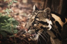 Dwie pantery mgliste żyją we wrocławskim zoo