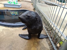Nowy mieszkaniec Zoo Wrocław to kotik afrykański. Otrzymał imię Alfie