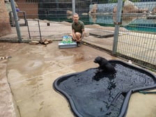 Nowy mieszkaniec Zoo Wrocław to kotik afrykański. Otrzymał imię Alfie