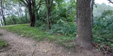 Pomarańczowe fluorescencyjne kropki na pniach drzew. Co oznaczają