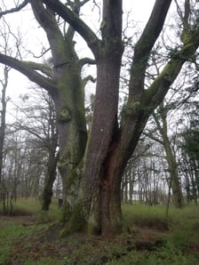Dąb Paweł (obwód 770 cm). Jednym z najbardziej charakterystycznych obiektów przyrodniczych miasta jest, ustanowiony już w 1976 r. pomnik przyrody - dąb szypułkowy ?PAWEŁ?. Drzewo to rośnie w Arboretum przy ul. Pawłowickiej, na terenie wpisanego do rejestru zabytków, zespołu pałacowo-parkowego, zawdzięczającego swój obecny kształt rodzinie Kornów, która w XIX wieku założyła tam swoją rezydencję. W kolekcji Arboretum dominują gatunki rodzime, ale nie brakuje też okazów egzotycznych, nasadzonych przez poprzednich właścicieli. Ozdobą kolekcji jest pomnikowy dąb szypułkowy o obwodzie pnia ok. 770 cm, zrosłodrzew będący - obok platana klonolistnego rosnacego na Wzgórzu Partyzantów - najgrubszym drzewem na terenie Wrocławia. Wybrane dla niego imię ?PAWEŁ?, nawiązujące do nazwy osiedla Pawłowice, na obszarze którego zlokalizowany jest park pałacowy, zostało wyłonione w drodze konkursu i nadane drzewu uchwałą Rady Miejskiej Wrocławia w 2016 r.