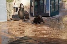 Na zdjęciu kotik Alfie - mieszkaniec wrocławskiego zoo