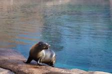 Na zdjęciu Nahla - nowa mieszkanka wrocławskiego zoo