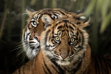 Tygrysy sumatrzańskie w Zoo Wrocław