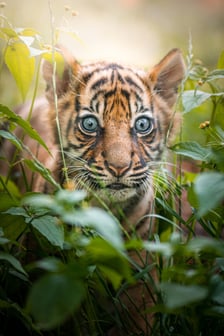 Tygrysy sumatrzańskie w Zoo Wrocław
