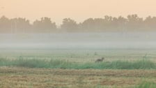 Pola irygacyjne we Wrocławiu na Osobowicach