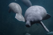 Karmienie manatów we wrocławskim Afrykarium