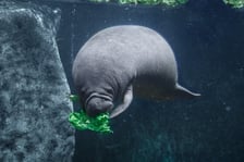 Karmienie manatów we wrocławskim Afrykarium