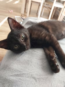 <p>Kotka adoptowana z wrocławskiego schroniska. Na imię ma Sami. Jest śliczna, trochę zwariowana, ale bardzo ja pokochaliśmy.</p>