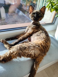 <p>Clio - piękna kocia dama Deovon Rex uwielbia odpoczywać w promieniach słońca.</p>