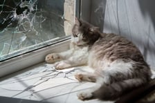 Na zdjęciu ratowane przez Ekostraż zwierzęta z Ukrainy