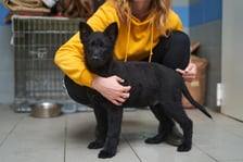 <p>Brat (czarny) i siostra (czarna podpalana) w wieku ok. 3 miesięcy. Do schroniska trafiły jako znalezione. Pieski są urocze, bardzo rezolutne i wpatrzone w opiekuna! Mają kwarantannę do 16 marca.</p>