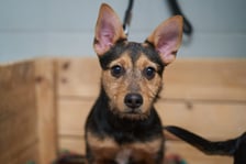 <p>Mały szorstkowłosy samczyk w wieku 3 miesięcy. Do schroniska oddany przez właściciela. Jest gotowy do adopcji, bo zakończył kwarantannę. Psiak jest bardzo miły, ale temperamentny i wymaga wychowania.</p>
