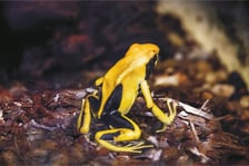 <p><strong>Drzewołaz plamisty ż&oacute;łty (Dendrobates tinctorius).</strong> Ubarwienie drzewołaz&oacute;w świadczy o ich toksyczności, a to, ile toksyn ma w sobie żaba, zależy od jej pożywienia. Żywi się bowiem produkującymi jad owadami. W warunkach zoo żaby nie mają dostępu do takiego pokarmu, a tym samym nie są tak groźne jak w naturze. Toksyna niekt&oacute;rych drzewołaz&oacute;w może zabić i jest wykorzystywana przez amazońskich Indian do zatruwania grot&oacute;w strzał. Wydzielana jest ona przez sk&oacute;rę. Drzewołazy nie są jadowite w takim znaczeniu jak węże &ndash; nie posiadają zęb&oacute;w jadowych czy jadu jako takiego, kt&oacute;ry wstrzykują ofierze. Toksyczność jest ich cechą obronną, a spożycie drzewołaz&oacute;w dla wielu gatunk&oacute;w skończyłoby się śmiercią. Co ciekawe, samice i samce drzewołaza plamistego r&oacute;żnią się kształtem przyssawek na końcach palc&oacute;w. U samic są one okrągłe, a u samc&oacute;w sercowate.</p>