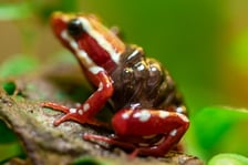 <p><strong>Drzewołaz tr&oacute;jbarwny (Epipedobates tricolor).</strong> Gatunek ten jest endemiczny dla Ekwadoru. Znane jest tylko kilka miejsc, w kt&oacute;rych występują one jeszcze naturalnie. Wyr&oacute;żniają się przede wszystkim wyraźnie czerwono białym ubarwieniem. Osiągają do 3 cm długości. Niestety drzewołazy tr&oacute;jbarwne narażone są na wyginiecie (VU). To właśnie przy użyciu toksyny, kt&oacute;rą wytwarzają na swojej sk&oacute;rze, (epibatydyna), Indianie zatruwali swoje strzały. Ten związek chemiczny ma właściwości przeciwb&oacute;lowe dwieście razy silniejsze od morfiny.</p>