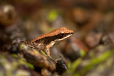 <p><strong>Żaba czarnoucha (Sylvirana cubitalis).</strong> Gatunek ten występuje w Birmie, Tajlandii, Laosie, Chinach oraz prawdopodobnie w Wietnamie. Jej naturalnym siedliskiem są lasy monsunowe oraz deszczowe, zwykle w pobliżu wartkich strumieni, potok&oacute;w i rzek. IUCN umieściło ją jako żabę najmniejszej troski (LC). Swoje jaja składają w gniazdach zrobionych z piany umieszczonych na liściach lub gałęziach nad stojącą wodą.</p>