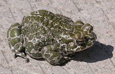 <p><strong>Ropucha zielona (Bufotes viridis).</strong>&nbsp;Jest to ropucha zamieszkująca tereny od Europy, przez Afrykę aż do Azji. Chociaż całkowita liczba tych zwierząt maleje, są one nadal powszechne na większej części swojego obszaru występowania. IUCN określa je jako zwierzęta najmniejszej troski (LC). Gruczoły tych ropuch wydzielają bufotalinę, kt&oacute;ra działa hamująco na mięsień sercowy oraz bufogeninę, kt&oacute;ra jest związkiem uspokajającym i halucynogennym.</p>