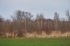 Las w Nowej Karczmie