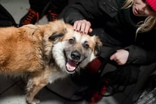 2 kwietnia dzień otwarty Ekostraży - przyjdź, poznaj, adoptuj psa lub kota