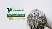 <p>Zebrane środki Ekostraż wykorzystuje na pomoc wszystkim cierpiącym zwierzętom z Dolnego Śląska, niezależnie od ich przynależności gatunkowej: od lis&oacute;w, przez psy i koty, po ptaki czy wiewi&oacute;rki. Środki z jednego procenta umożliwiają także skuteczne ratowanie chorych, rannych i osłabionych dolnośląskich dzikich jeży. Każdego roku Ekostraż podejmuje ponad 500 interwencji, ocalając setki zwierząt przed b&oacute;lem, cierpieniem i obojętnością.</p>
<p><a href="https://www.facebook.com/EKOSTRAZ" target="_blank" rel="nofollow noopener">Aby przekazać 1,5 procent swojego podatku na rzecz zwierząt z interwencji wrocławskiej Ekostraży</a>, wystarczy w odpowiednich rubrykach formularza podatkowego wpisać numer KRS: 0000352569 oraz należną kwotę 1,5 proc. podatku.</p>