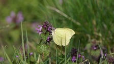 <p>Cytrynek</p>
