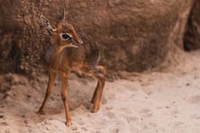 Maluchy z wrocławskiego zoo. Digdik