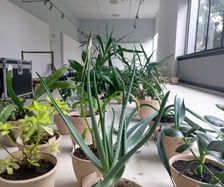 Wystawa Greenhouse Silent Disco w Muzeum Architektury