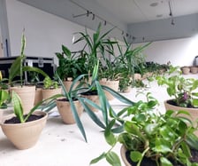 Wystawa Greenhouse Silent Disco w Muzeum Architektury