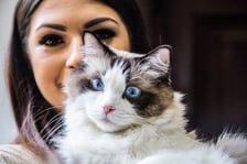 <p>Koko to 1,5-roczny dostojny kocur rasy Ragdoll, zeszłoroczny zwycięzca konkursu Kocia Piękność Wrocławia 2022. Jest towarzyski, bardzo uczuciowy a przede wszystkim oczkiem w głowie swoich właścicieli. Uwielbia aportować kocie piłki i bawić się w berka. Chętnie wita gości i uwielbia podr&oacute;żować. Każda domowa czynność odbywa się z jego udziałem. Cud nie kot!</p>
<p>&nbsp;</p>