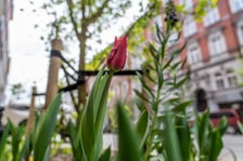 Zielone Nadodrze - zazieleniona ulica Bolesława Chrobrego we Wrocławiu
