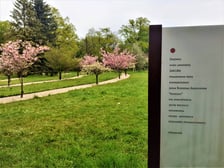 Japońskie wiśnie we Wrocławiu