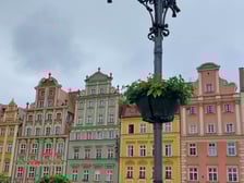 Pelargonie na wrocławskim Rynku